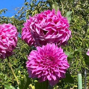 Meet your Posher, Mary